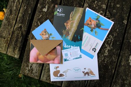 Adoption paperwork dormouse Shropshire