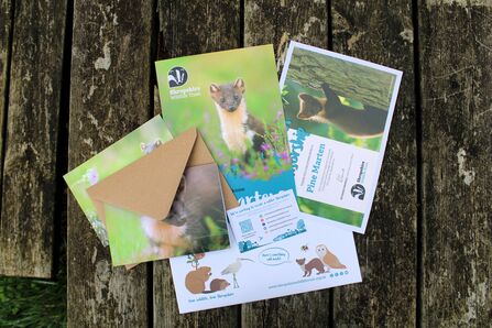 Paperwork spread on table of pine martens