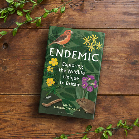 The book Endemic by James Harding-Morris on a wooden table surrounded by green foliage