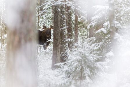 A Eurasian elk in the middle of a snowy pine woodland, looking towards the camera. Its antlers are just visible. 