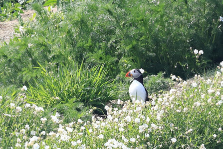 A puffin standing among dense green foliage and white wildflowers, with its distinctive black and white plumage and bright orange beak visible in the sunlight.