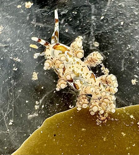 A small, pale sea slug (Capellinia fustifera) with a translucent body covered in clusters of rounded cerata tipped with white rings. The slug has two slender rhinophores and is resting on a dark surface near a piece of brown seaweed.