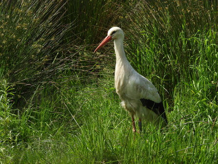A white stork standing in a marshy, grassy area. It has a long orange beak and black edges to its wings.