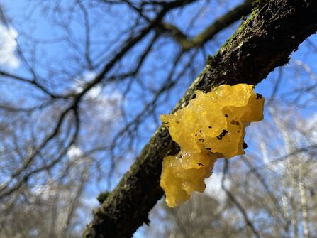 A jelly-like patch of yellow brain fungus growing on a branch, with blue sky in the background