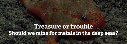 A sea toad, a type of deep-sea angler fish, on the sea bottom. Text reads Treasure or trouble: Should we mine for metals in the deep seas?