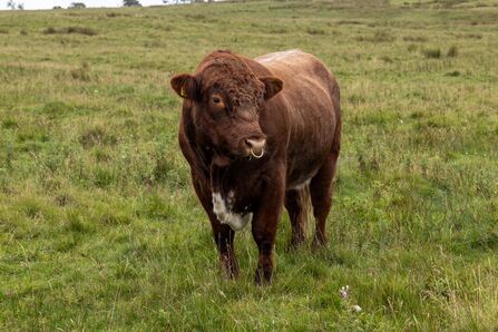 A brown bull with a white patch on its underside stands in a grassy field, looking slightly to the left. The landscape around it is open and green under an overcast sky.