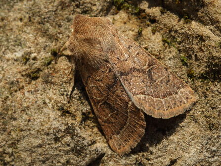 Marching on with moths | The Wildlife Trusts