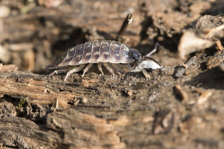 A common shiny woodlouse walking across a log