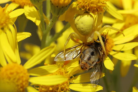 A flower crab spider, yellow to blend in with the flower on which it sits, biting a hoverfly