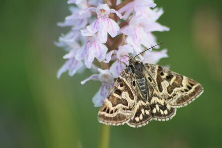 A mother shipton moth feeding on the pink-white flowers of an orchid. It's a brown moth with patterns on the wings that resemble a witch's face