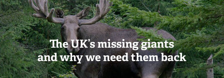 An elk staring at the camera, surrounded by bushes and trees. Text reads The UK's missing giants and why we need them back