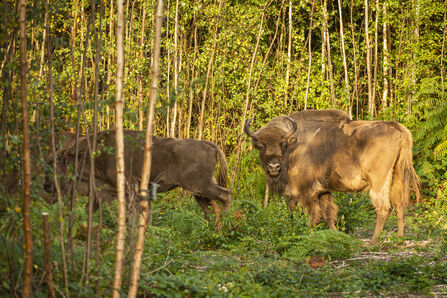 European bison standing among tall, thin trees at the edge of a sunlit forest. One bison faces toward the camera while the other moves through dense green undergrowth.
