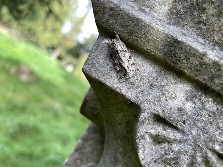 An early grey moth resting on a stone statue in a churchyard