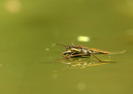 A pond skater on the surface of a paond, clinging to its fly prey