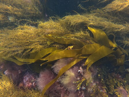 Long, ribbon‑like brown kelp fronds stretch across the centre of the image, surrounded by fine, feathery golden algae. Beneath the kelp are patches of soft pink and purple marine growth, creating a colourful mix of textures.
