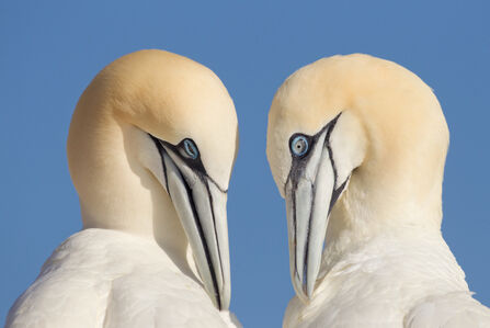 Two gannets