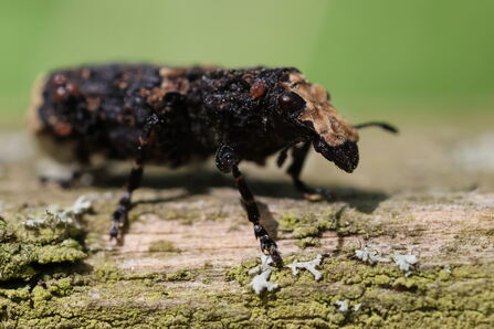 A cramp-ball fungus weevil standing on a log. It's a dark, mottled velvety beetle with a pale, almost skull-like face and a broad rostrum