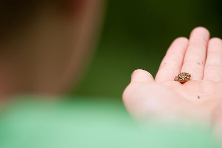 A tiny frog sitting on the hand of a young boy