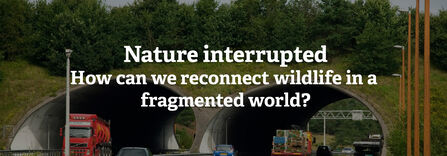 A wildlife bridge over a road. Text reads Nature interrupted: How can we reconnect wildlife in a fragmented world?