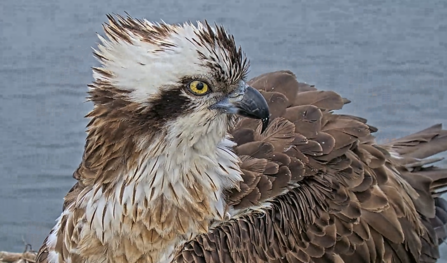 A close up of a female osprey called Maya, say in a nest. She is looking off to the side, her feathers are ruffled