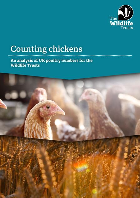 Front cover the report titled Counting chickens: An analysis of UK poultry numbers for the Wildlife Trusts