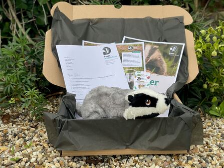 A badger adoption pack including a cuddly badger toy, certificate, fact sheet, letter and pen