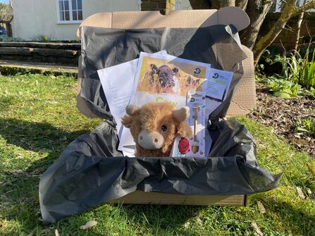 A cow adoption pack featuring a cuddly highland cow toy, a certificate, a pen, a factsheet and a letter
