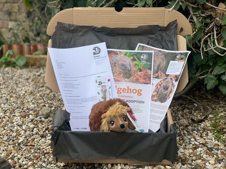 A hedgehog adoption pack containing a cuddly hedgehog soft toy, pen, certificate, fact sheet and letter