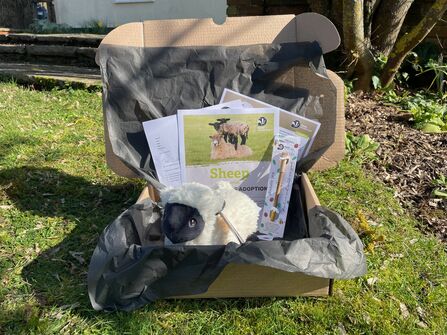 A sheep adoption pack containing a cuddly sheep toy, certificate, fact sheet, letter and pen