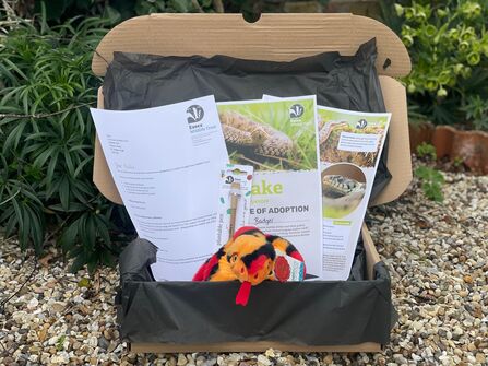 A snake adoption pack which includes a snake cuddly toy, certificate, fact sheet, letter and pen