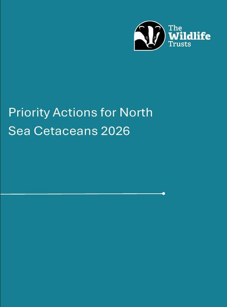 Front cover of Priority Actions for North Sea Cetaceans report (2026)