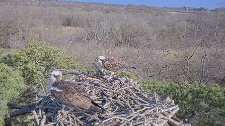 A still from a webcam of two ospreys perched on a nest up high, overlooking a valley
