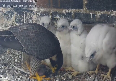 A peregrine falcon with prey, sat in front of four large fluffy white peregrine falcon chicks