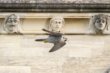 A close up shot of a peregrine falcon flying past groteques at St Albans Cathedral 