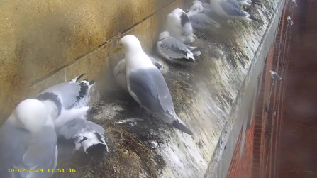 A row of kittiwakes and their chicks nesting on a narrow ledge on a building