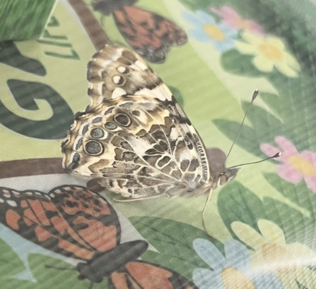 A painted lady butterfly sat with its wings up, in an enclosure it has been reared in