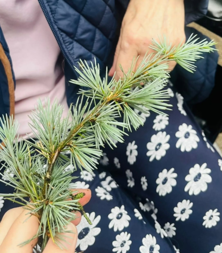 A person sat in a chair, shown from the chest down. Held above them is a spring of a coniferous tree that has been foraging