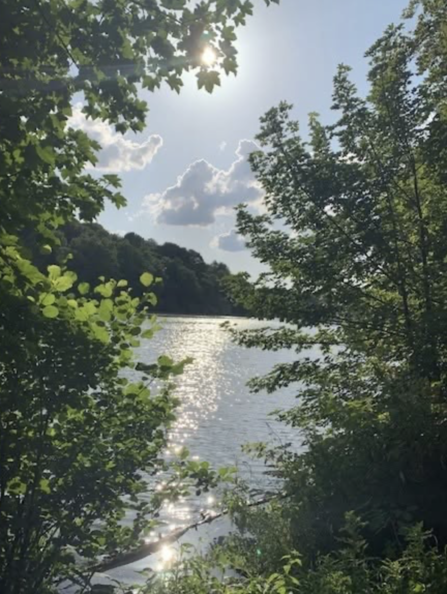 The view of a large waterbody from between trees. The sun is shining down, causing the water to glisten