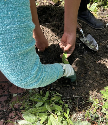 Two people planting in a garden bed. Only their hands and arms are visible, working in the soil