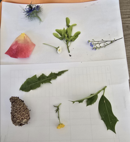 Sheets of paper with various leaves, petals, cones and small flowers. It is used as a memory game for residents of a nursing home