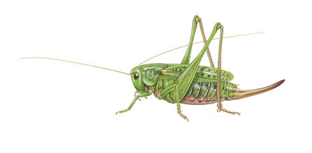 An illustration of a female wart-biter. It's a large, bulk, shiny green bush-cricket with long, red antennae. It has a long, upcurved ovipositor on the end of its abdomen