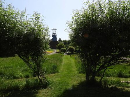 Willow trees in foreground, path leading to pithead in background on a sunny day