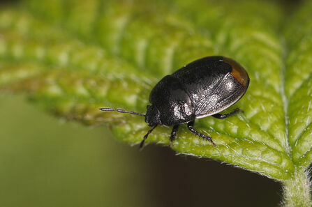 A bordered shieldbug standing on a leaf. It's a broad black bug with a white edge to the forewing, which almost reaches the brown wing membrane at the end