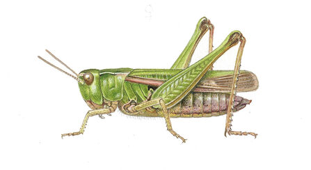 An illustration of a common green grasshopper, facing left. It's a largely green grasshopper with wings that reach the end of the abdomen