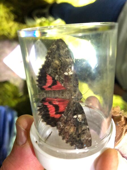 A dark crimson underwing moth in a see-through plastic pot. It's a large moth with mottled brown forewings held open to reveal the bright red hindwings beneath, with bands of black across them, including a w-shaped band in the centre of the wing