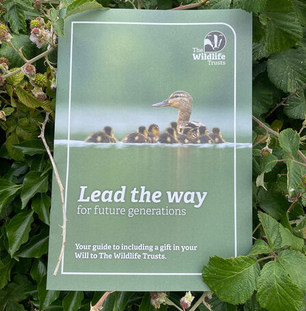 The Gift in Wills guide nestled in a hedgerow