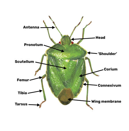 An illustration of a green shieldbug, with arrows pointing to key ID features of its anatomy such as the antenna, head, pronotum, scutellum, corium, connexivum and wing membrane