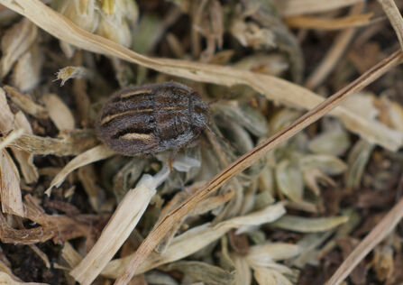 A lesser-streaked shieldbug scurrying through detritus on the floor. It's a small, round, pale brown shieldbug with bands of silvery hairs