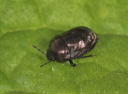 A scarab shieldbug standing on a leaf. It's a small, humped slightly metallic black-bronze bug