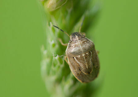 A small grass shieldbug clinging to a grass seedhead. It's a small brown bug with a pale line down the back